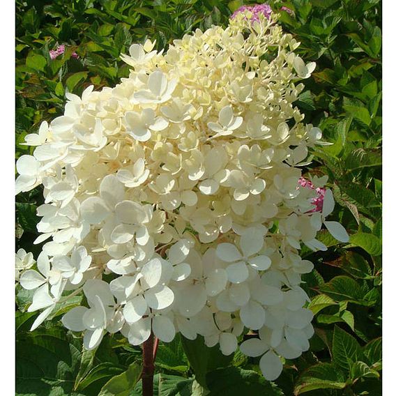 Hydrangea paniculata 'Phantom'