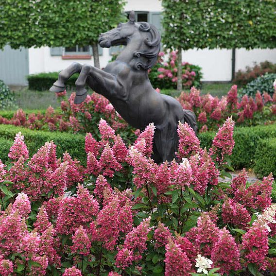 Hydrangea paniculata 'Pinky Winky'