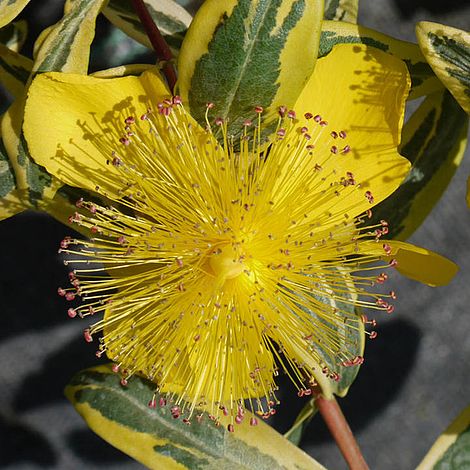 Hypericum calycinum 'Carnival'