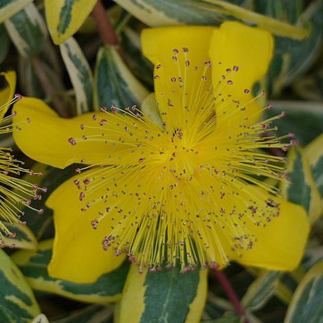 Hypericum calycinum 'Carnival'