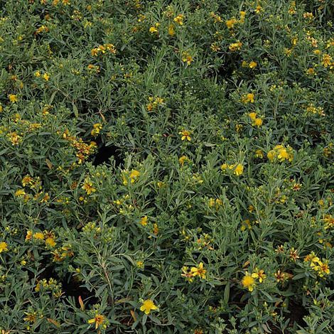 Hypericum kalmianum 'Blue Velvet'