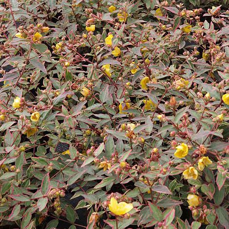 Hypericum x moserianum 'Tricolor'