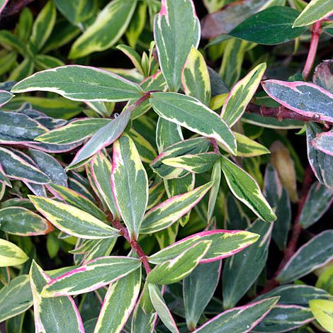 Hypericum x moserianum 'Tricolor'