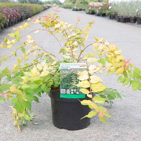 Kolkwitzia amabilis 'Maradco'