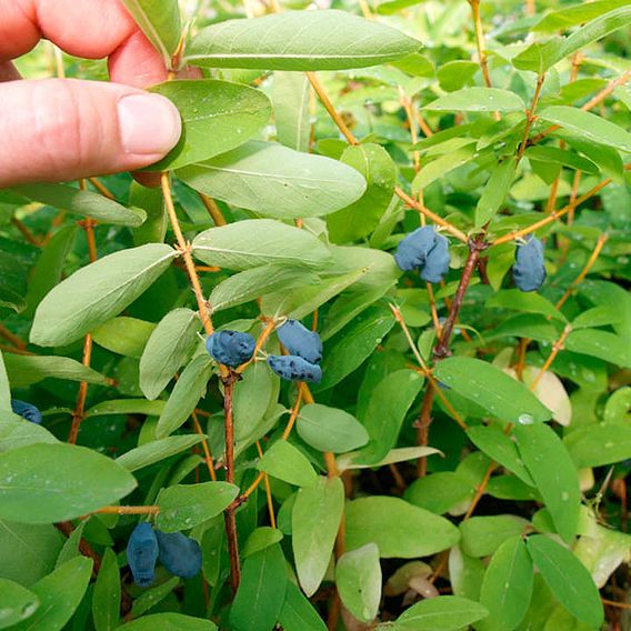 Lonicera kamtschatica 'Balalaika'