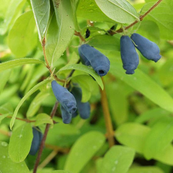 Lonicera kamtschatica 'Kalinka'