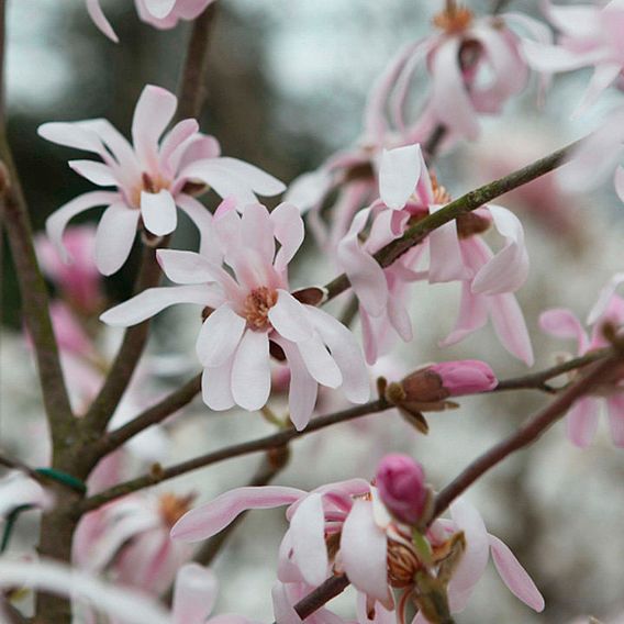 Magnolia x loebneri 'Leonard Messel'