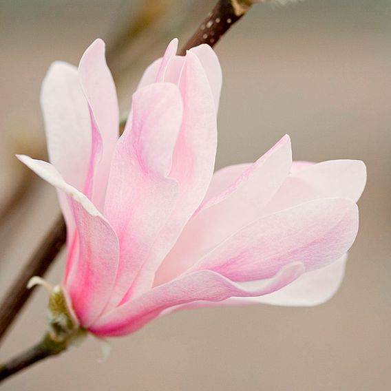 Magnolia x loebneri 'Leonard Messel'