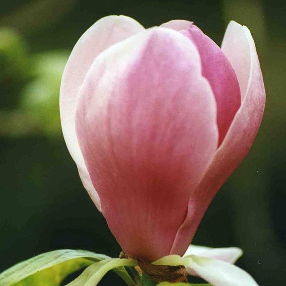 Magnolia x soulangeana