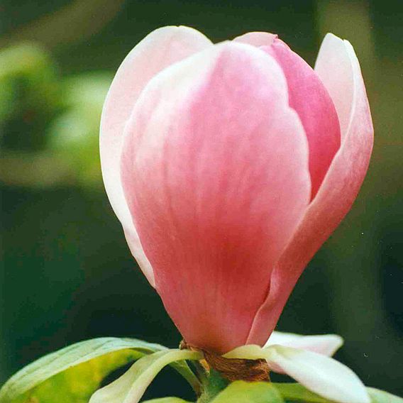 Magnolia x soulangeana