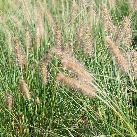 Pennisetum alopecuroides 'Hameln'