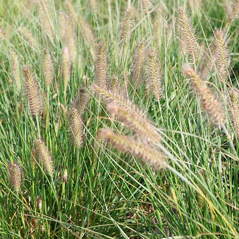 Pennisetum 'Hameln'