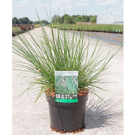 Pennisetum alopecuroides 'Hameln'