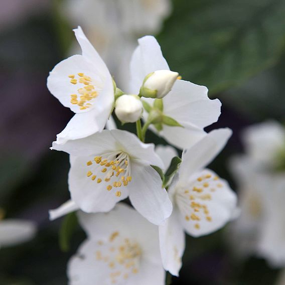 Philadelphus coronarius 'Aureus'