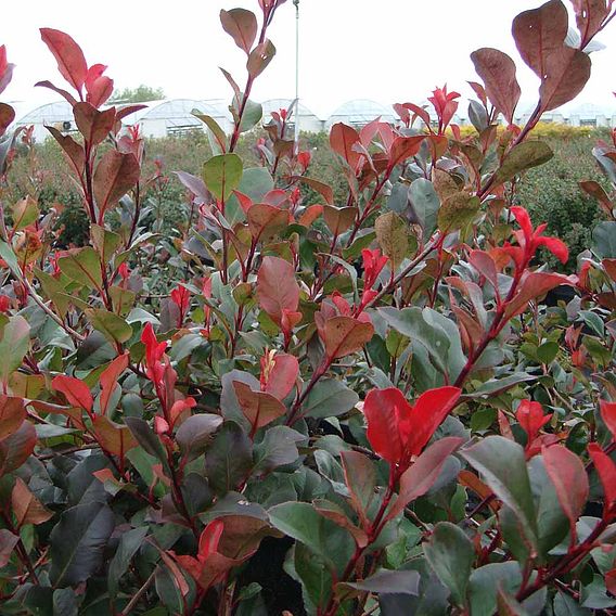 Photinia fraseri 'Little Red Robin'