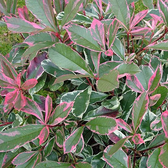 Photinia x fraseri 'Pink Marble'