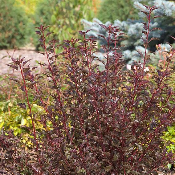 Physocarpus opulifolius 'Summer Wine'