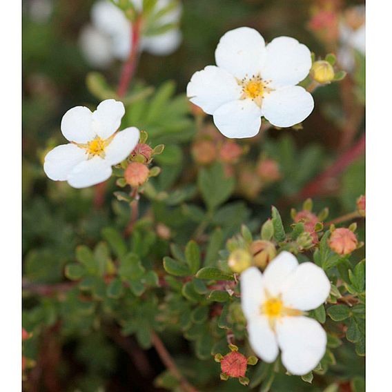 Potentilla fruticosa 'Abbotswood' (Hedging)
