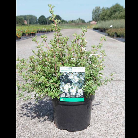 Potentilla fruticosa 'Abbotswood'