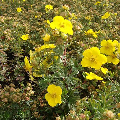 Potentilla fruticosa 'Goldfinger'