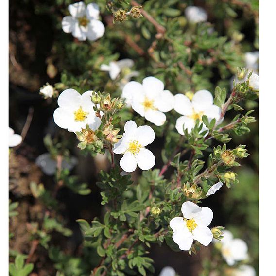 Potentilla tridentata 'Nuuk'