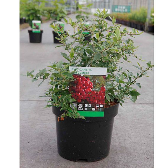 Pyracantha coccinea Plant - Red Star
