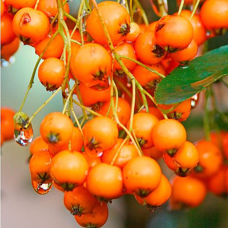 Pyracantha 'Golden Charmer'