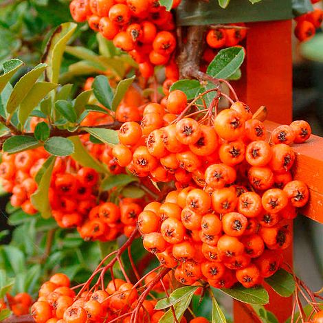 Pyracantha 'Orange Glow'