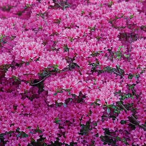 Rhododendron (AJ) Plant - Amoena