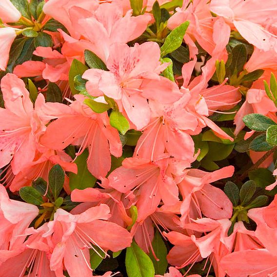 Rhododendron 'Blaauws Pink'