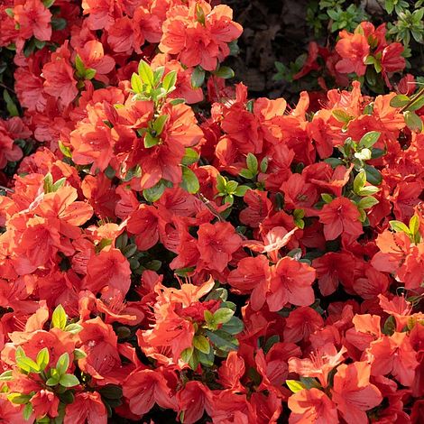 Rhododendron (AJ) Plant - Geisha Orange