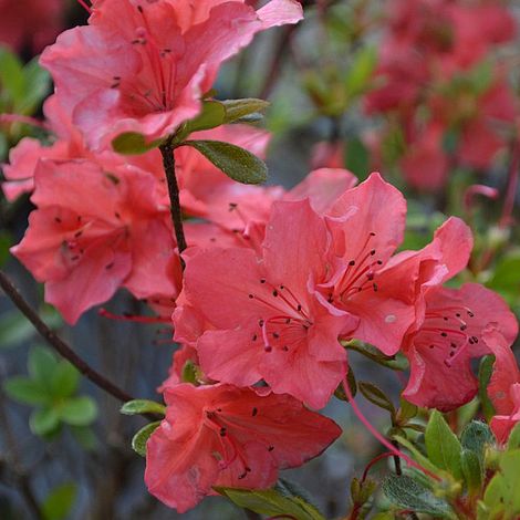 Rhododendron (AJ) Plant - Geisha Orange