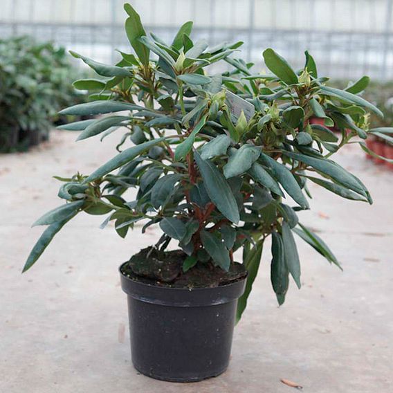 Rhododendron Plant - Marcel Menard