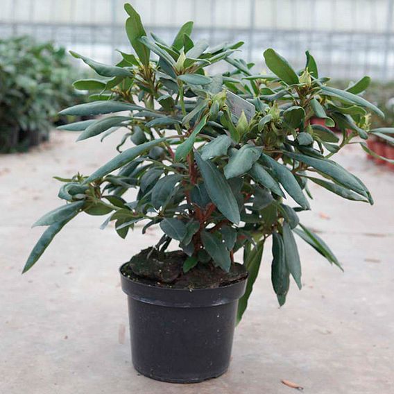 Rhododendron 'Marcel Menard'