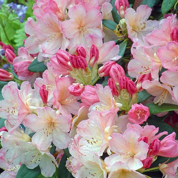 Rhododendron 'Percy Wiseman'