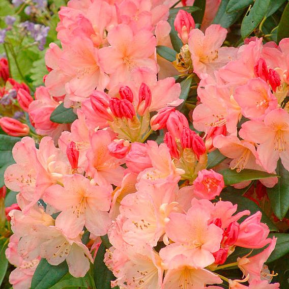 Rhododendron 'Percy Wiseman'