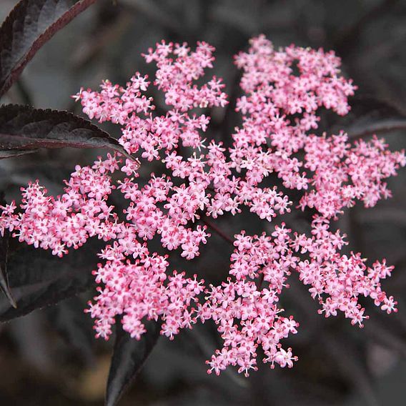 Sambucus nigra f. porphyrophylla 'Black Lace'