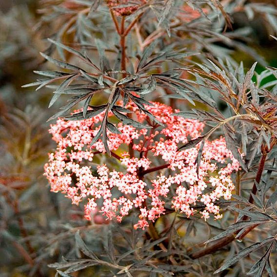 Sambucus nigra f. porphyrophylla 'Black Lace'