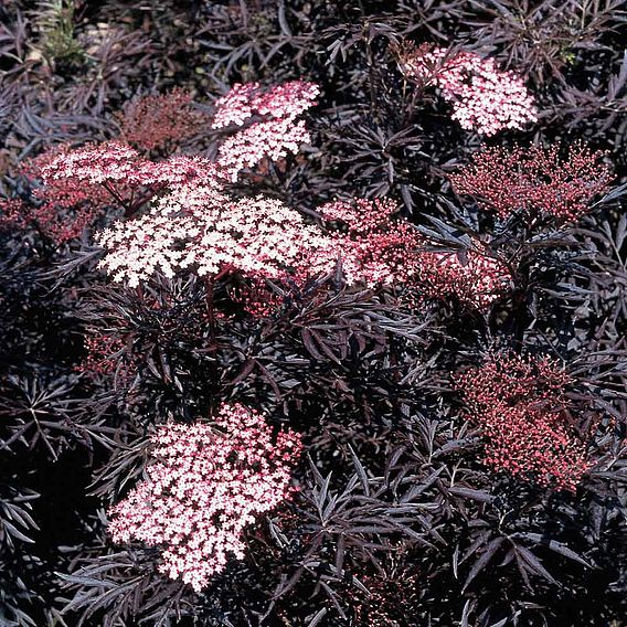 Sambucas nigra Plant - Black Lace