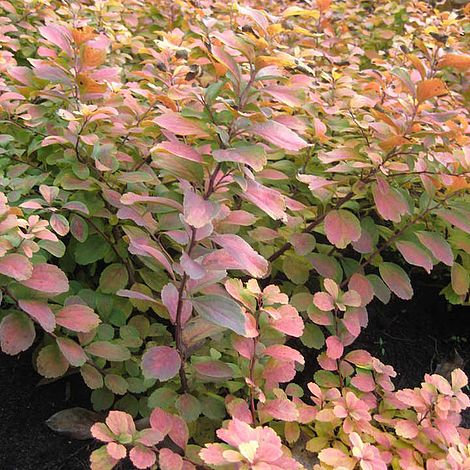 Spiraea betuifolia Plant - Tor Gold