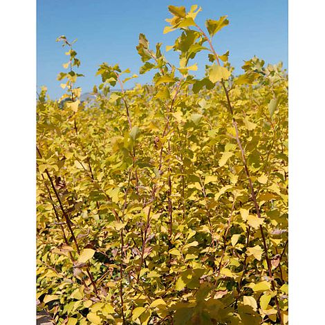 Spiraea x vanhouttei 'Gold Fountain'