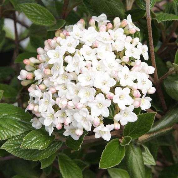 Viburnum x burkwoodii 'Anne Russell'