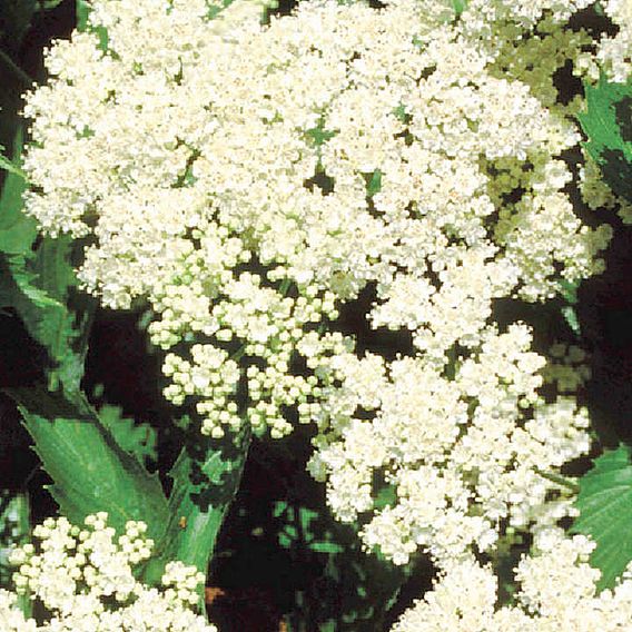 Viburnum dentatum 'Blue Muffin Christom'