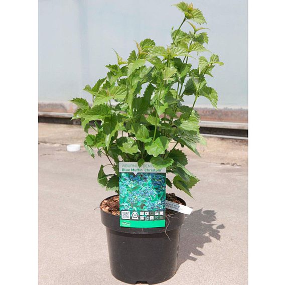 Viburnum dentatum 'Blue Muffin Christom'