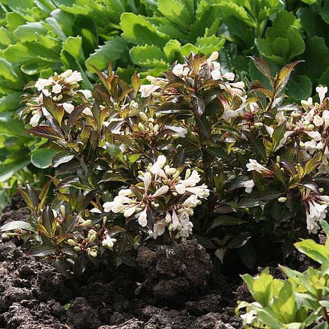 Weigela 'Candida'