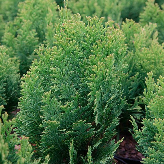 Chamaecyparis lawsoniana 'Minima Aurea'