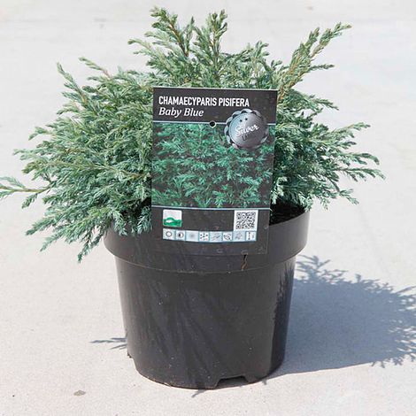 Chamaecyparis pisifera 'Baby Blue'