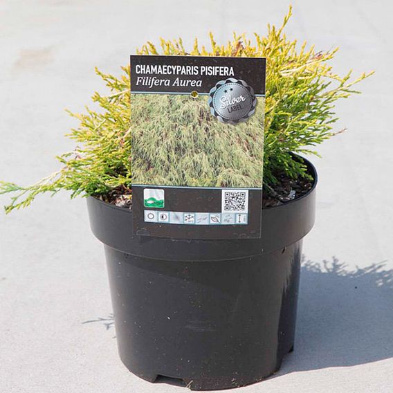 Chamaecyparis pisifera 'Filifera Aurea'