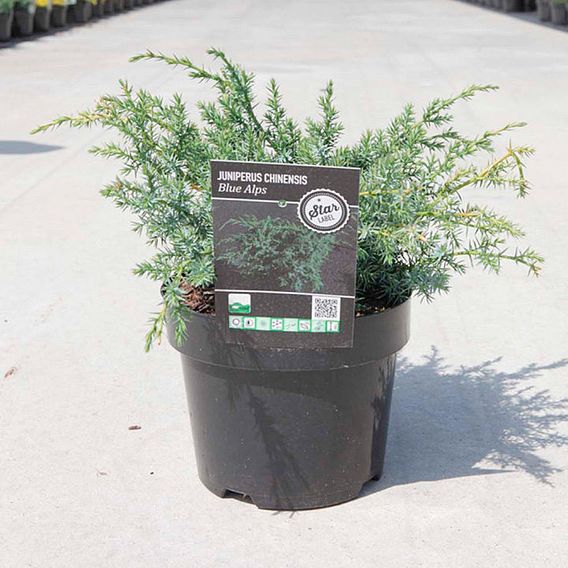 Juniperus chinensis 'Blue Alps'