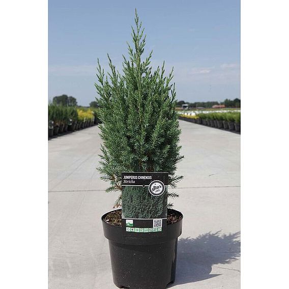 Juniperus chinensis 'Stricta'